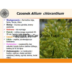 Czosnek skalny, czosnek sinawy (Allium senescens ssp chloranthum)