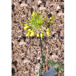 Czosnek złocisty (Allium flavum)