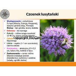 Czosnek lusytański (Allium lusitanicum Lam.) - 5 szt.