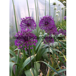 Czosnek Rosenbacha (Allium Rosenbachianum) „Purple Sensation”