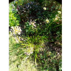Czosnek (Allium tribulosum L.)