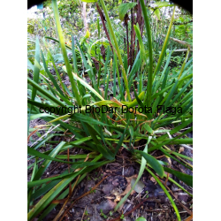 Czosnek skalny (Allium senescens ssp glaucum)