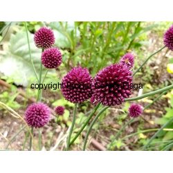 Czosnek kulisty (Allium rotundum L.) - kwiatostany