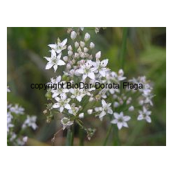 Czosnek wonny (Allium odorum L.) - 5 szt.