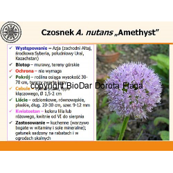 Czosnek (Allium nutans L.) "Amethyst"