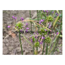 Czosnek nadobny (Allium pulchellum G Don. = A. carinatum subsp. pulchellum)