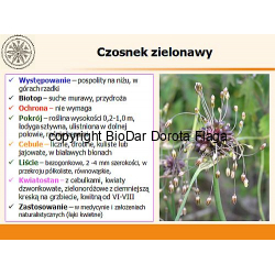 Czosnek zielonawy (Allium oleraceum L.)