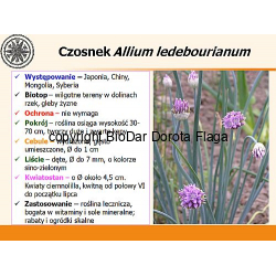 Czosnek (Allium ledebourianum Roem et. Schult) - 5 szt.