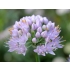 Czosnek górski (Allium montanum) „Crispa” - 5 szt.