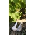 Czosnek winnicowy (Allium vineale L.)