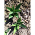 Czosnek ozdobny Allium macleanii