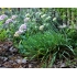 Czosnek górski (Allium montanum) „Crispa” - 5 szt.