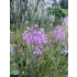 Czosnek kubkowaty Farrera (Allium cyathophorum var. farreri)