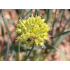 Czosnek skośny (Allium obliquum L.)
