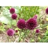 Czosnek kulisty (Allium rotundum L.) - kwiatostany