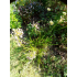 Czosnek (Allium tribulosum L.)
