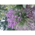 Czosnek kubkowaty Farrera (Allium cyathophorum var. farreri)