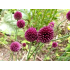 Czosnek kulisty (Allium rotundum L.) - kwiatostany