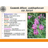 Czosnek kubkowaty Farrera (Allium cyathophorum var. farreri)