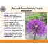 Czosnek Rosenbacha (Allium Rosenbachianum) „Purple Sensation”