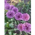 Czosnek Rosenbacha (Allium Rosenbachianum) Biały