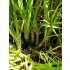 Czosnek (Allium tribulosum L.)