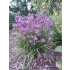 Czosnek kubkowaty Farrera (Allium cyathophorum var. farreri)