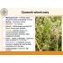 Czosnek winnicowy (Allium vineale L.)