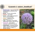 Czosnek (Allium nutans L.) "Amethyst"