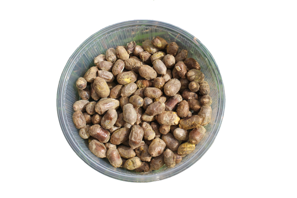 Nowy produkt - murarka rogata (Osmia cornuta L.)